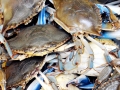 Blue Crab