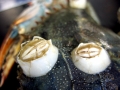 Blue Crab