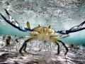 Blue Crab