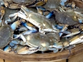 Blue Crab