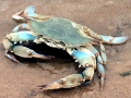 Blue Crab