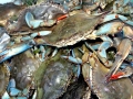 Blue Crab