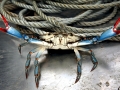 Blue Crab