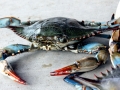 Blue Crab