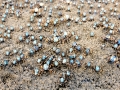 Blue Crab