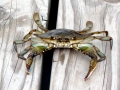 Blue Crab