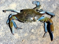 Blue Crab