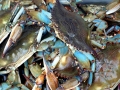 Blue Crab