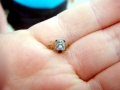Blue Crab