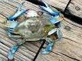 Blue Crab