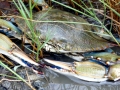 Blue Crab