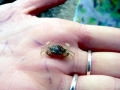 Blue Crab