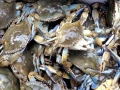 Blue Crab
