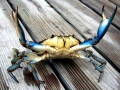 Blue Crab