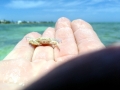 Blue Crab