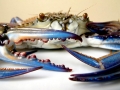 Blue Crab