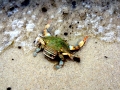 Blue Crab