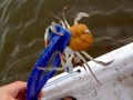 Blue Crab