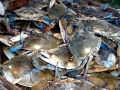 Blue Crab