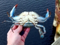 Blue Crab