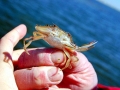Blue Crab