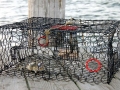 Blue Crab
