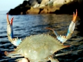 Blue Crab