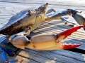 Blue Crab