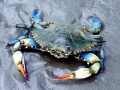 Blue Crab