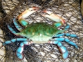 Blue Crab