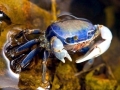 Blue Crab