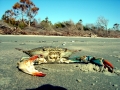 Blue Crab