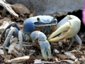 Blue Crab