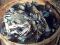 Blue Crab