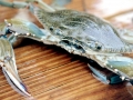blue_crab