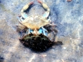 Blue Crab