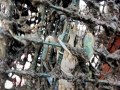 Blue Crab