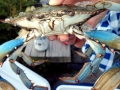 Blue Crab