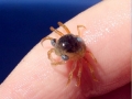 Blue Crab