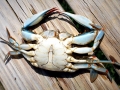 Blue Crab