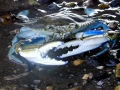 Blue Crab