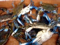 Blue Crab