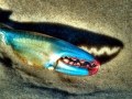 Blue Crab