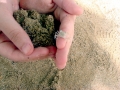 Blue Crab