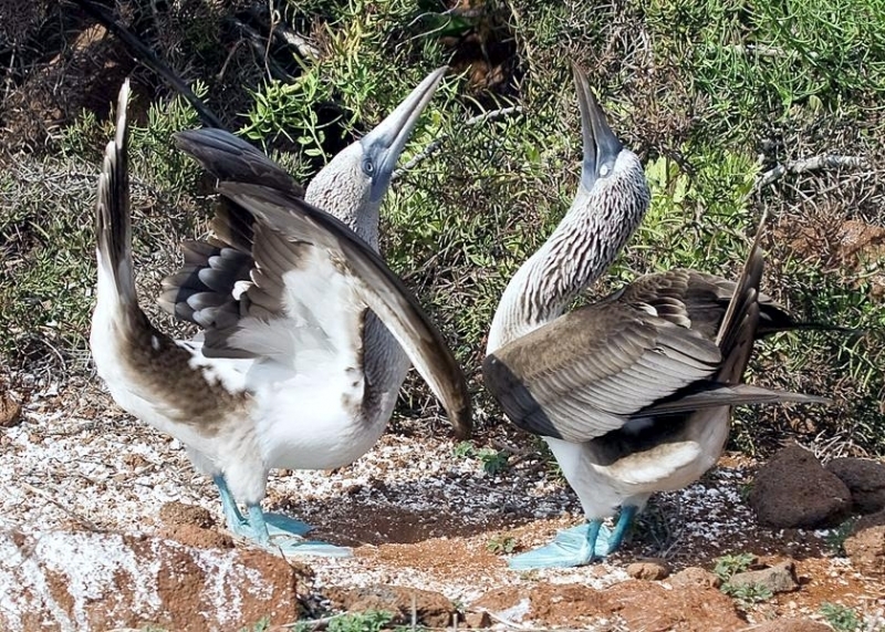 Blue-footed Booby