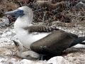 Blue-footed Booby