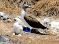 Blue-footed Booby