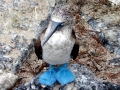 Blue-footed Booby