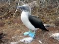 Blue-footed Booby