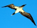 Blue-footed Booby